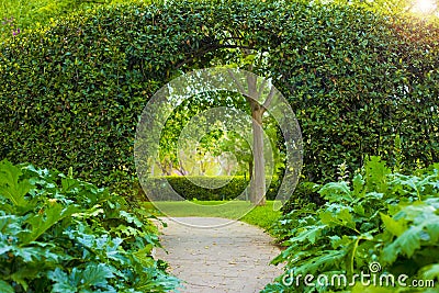 Green natural wall of leaves in bindweed Stock Photo