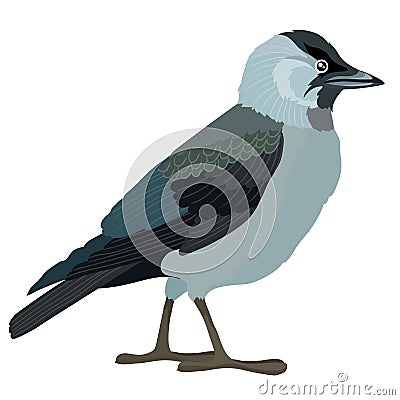 Natural crow or jackdaw, isolated object on white background, vector illustration Vector Illustration