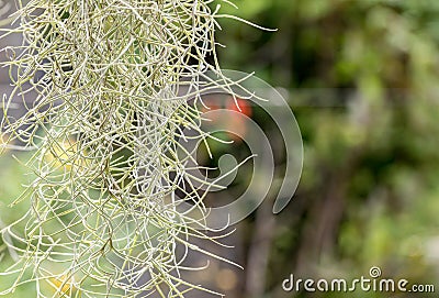 Natural `curtain` formed by Spanish moss. Spanish moss close up. Grey natural background. Tillandsia usneoides nature blurred back Stock Photo