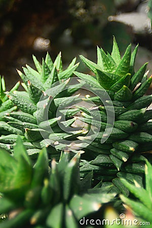 Cactus plants natures spikes and symmetric 3 Stock Photo