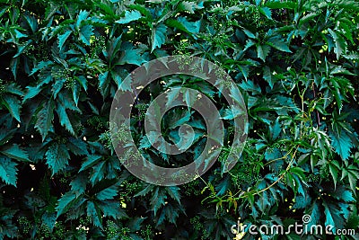 Natural dark greengrape leaves for background Stock Photo