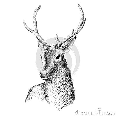 Natural deer Vector Illustration