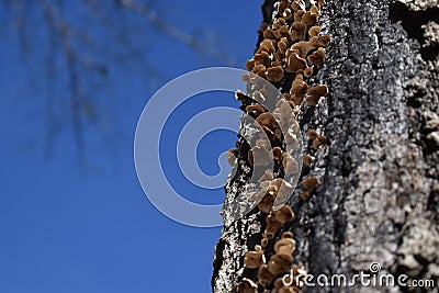 Fresh Mushrooms growing on tree trunk Stock Photo