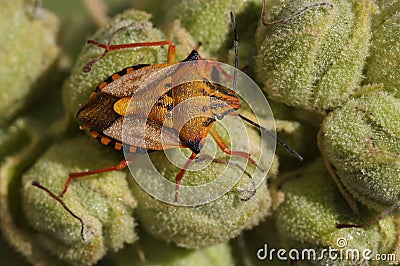 Detailed closeup on a colorful orange Mediterranean shield bug, Carpocoris meditteraneus atlanticus Stock Photo