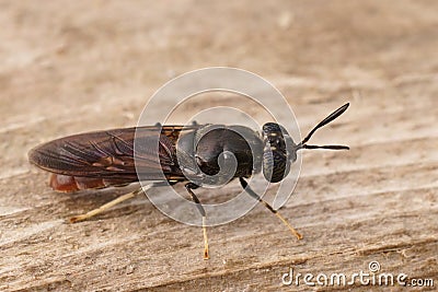 Detailed dorsal closeup on a cosmopolitian diptera species, the black soldier fly, Hermetia illucens sitting on wood Stock Photo