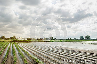 Natural disaster on the farm. Flooded field with seedlings of pepper and leek. Heavy rain and flooding. The risks of harvest loss Stock Photo