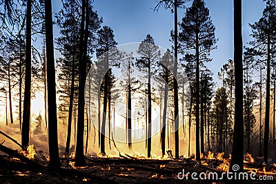 Natural Disasters, ground view of bushfire destroying large forest areas, created with Generative AI Stock Photo