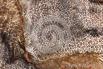 Natural drawing of coastal coral stone. Natural abstract texture Stock Photo