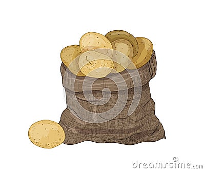 Natural drawing of potato tubers in burlap bag. Gathered raw tuberous food crops. Ripe fresh organic vegetables isolated Vector Illustration