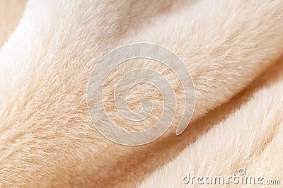 Natural dressed beige sheepskin fur texture close-up background Stock Photo