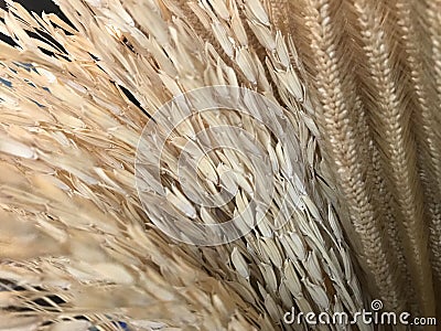 Natural dry light brown ear of rice, rice seed, grain wheat and cereal plant Stock Photo