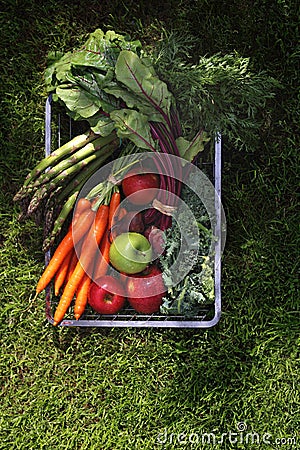 Natural ecological food. Vegetables straight from the garden. Stock Photo