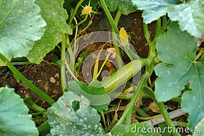 Natural edible zucchini, zucchini, fresh organic zucchini vegetable in the garden Stock Photo