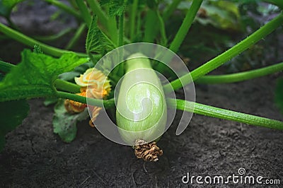 Natural edible zucchini grow in the garden Stock Photo