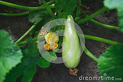 Natural edible zucchini grow in the garden Stock Photo