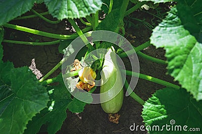 Natural edible zucchini grow in the garden Stock Photo