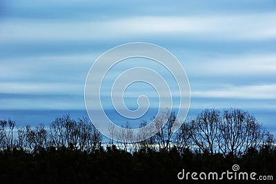 Fantastic texture of trees Stock Photo