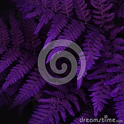 Natural fern leaves close up. Ornament leaf violet toned photo. Stock Photo