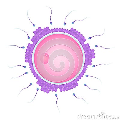 Natural fertilization of human Vector Illustration