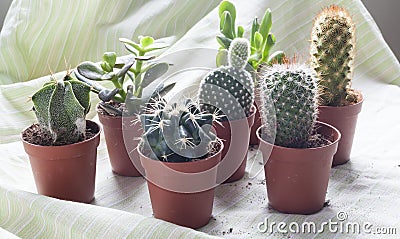 A group of different kind of cactus in small pots on a soft green fabric with dirt. Stock Photo
