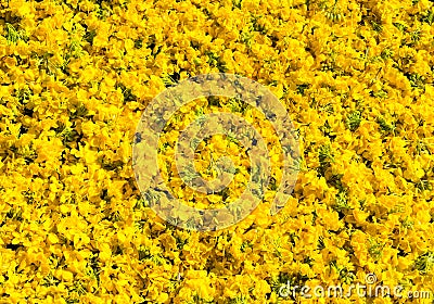 Natural floral background of flowers Stock Photo