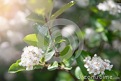 Natural floral background. White flowers on a branch. Blooming Chokeberry. Stock Photo