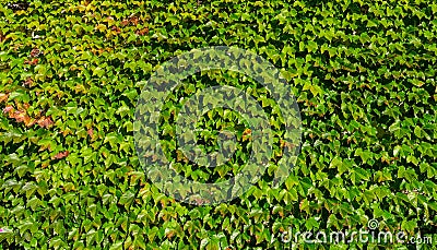 Natural floral green background of leaves of English ivy or European ivy Stock Photo