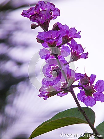 Natural floral lifestyle background photography Stock Photo