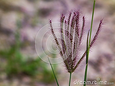 Natural floral lifestyle background photography Stock Photo