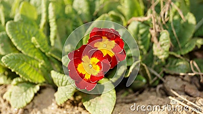 Red flowers with yellow middle Stock Photo