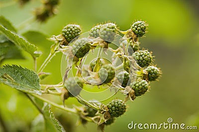Natural food - green blackberries in a garden. Bunch of unripe blackberry fruit - Rubus fruticosus - on branch with green leaves Stock Photo