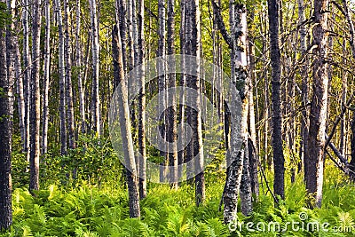 Natural Forest with Fern Plants Stock Photo