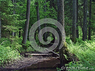 Natural forest landscape Stock Photo