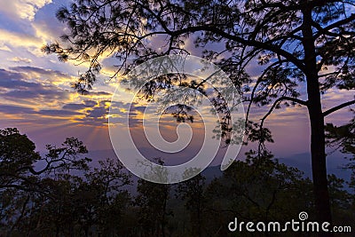 Natural Forest of Spruce Trees illuminated by Sunbeams Stock Photo