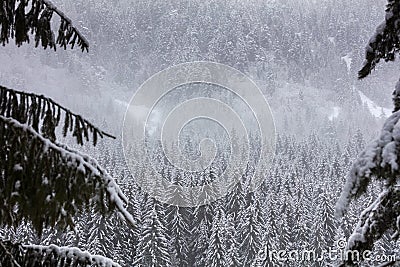 Natural forest window Stock Photo