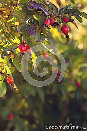 Natural frame of autumn rosehip leaves in the garden. copy space Stock Photo