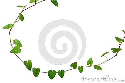 Natural frame of heart-shaped green leaf vine, Raphistemma hooperianum (Blume) Decne, isolated on white background with clipping Stock Photo