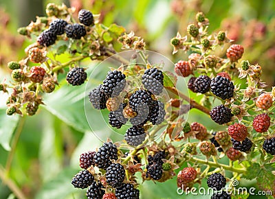 Natural fresh blackberries in a garden. Bunch of ripe and unripe blackberry fruit - Rubus fruticosus - on branch of plant Stock Photo
