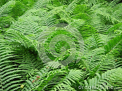 Natural, fresh fern (marattiaceae) in the forest Stock Photo