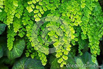 Natural fresh green leaves Maidenhair fern or Adiantum capillus veneris Leafs texture pattern for environment and ecology nature Stock Photo