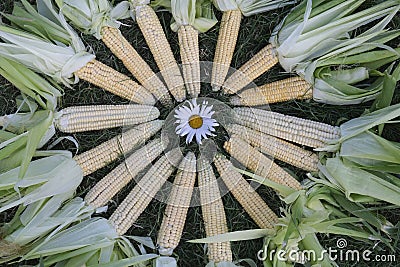 Natural and fresh organic milk corns from the garden Stock Photo