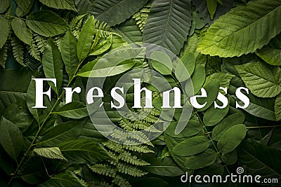 Natural freshness concept of wild green jungle foliage. Stock Photo