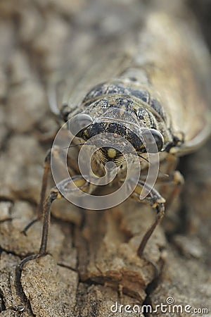 Frontal closeup on the Mediterranean Common Cicada Lyristes plebeja sitting on a tree trunk Stock Photo