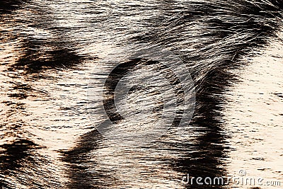 Natural fur for texture background. Luxury and elegant fluffy clothes Stock Photo