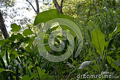 Natural garden. Greenery of the urban courtyard with unpretentious plants as an example of guerrilla gardening. Stock Photo