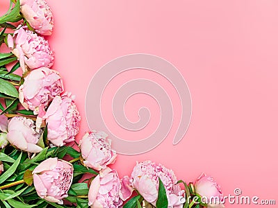 Natural garden pink peonies on a pink background, top view, copy space, flat lay. Monochrome flower arrangement for a greeting Stock Photo