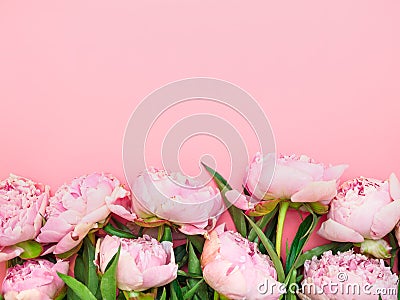 Natural garden pink peonies on a pink background, top view, copy space, flat lay. Monochrome flower arrangement for a greeting Stock Photo