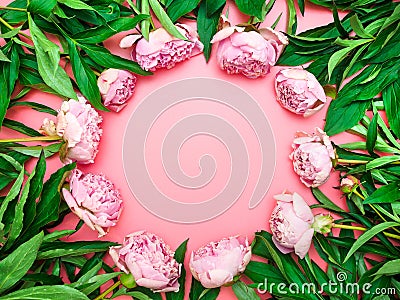 Natural garden pink peonies on a pink background, top view, copy space, flat lay. Monochrome flower arrangement for a greeting Stock Photo
