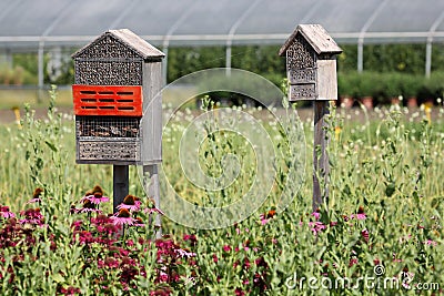 Natural gardening by attracting beneficial insects Stock Photo