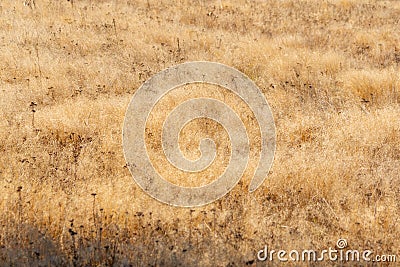 Natural golden autumn dry grass meadow yellow orange vibrant grassland rural texture Stock Photo